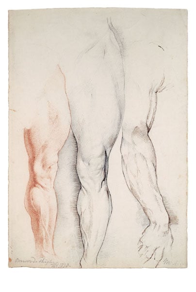 Boswood's Thigh and the Right Arm of Michelangelo's David