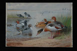 Wildfowl on the Shore: Pintail, Pochard, Tufted Duck, Ruddy Shelduck, Brent and Barnacle Geese